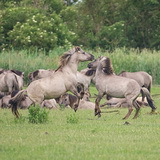 Oostvaardersplassen